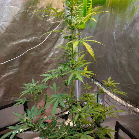 Brookly Sunrise growlog timeline photo