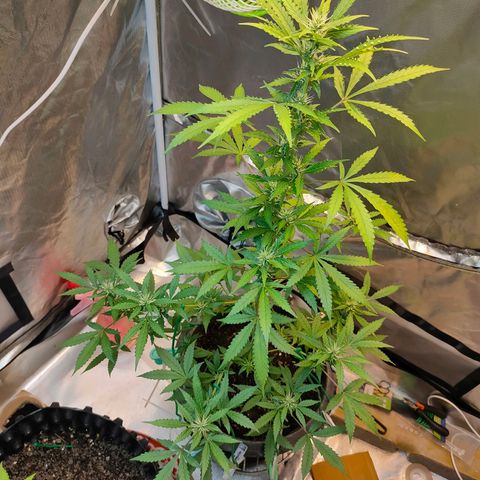 Brookly Sunrise growlog timeline photo