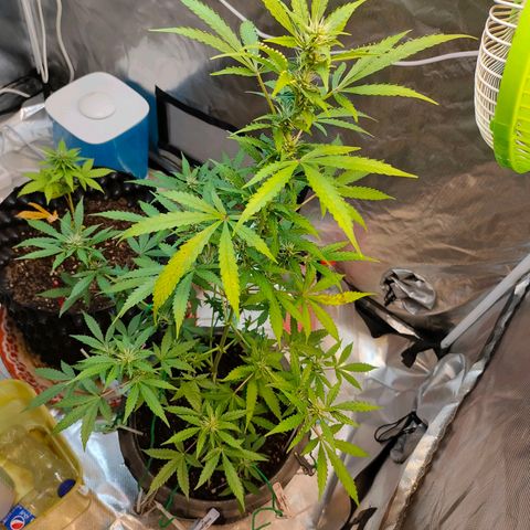 Brookly Sunrise growlog timeline photo