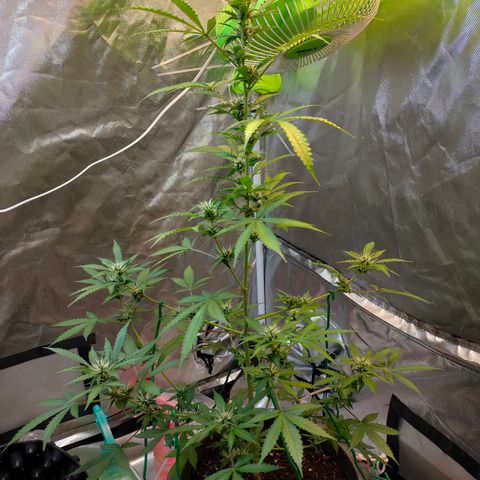 Brookly Sunrise growlog timeline photo