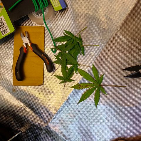 Brookly Sunrise growlog timeline photo