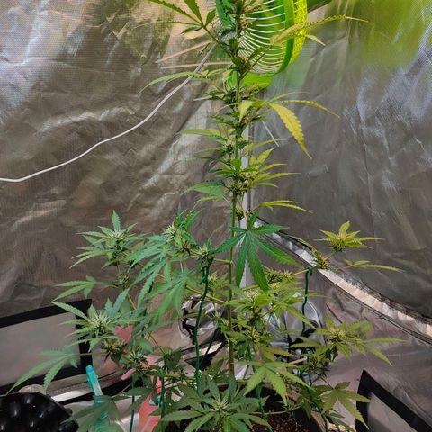 Brookly Sunrise growlog timeline photo