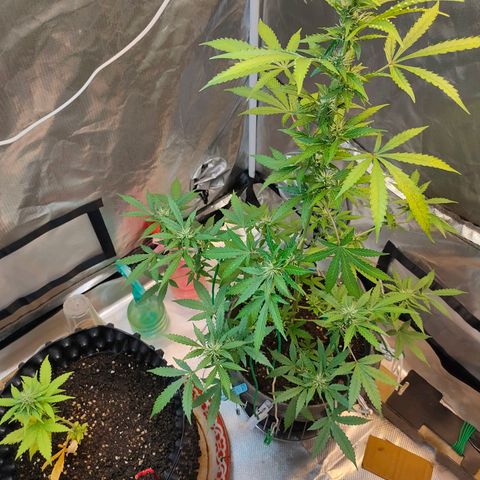 Brookly Sunrise growlog timeline photo