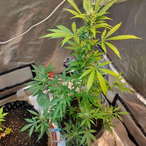 Brookly Sunrise growlog timeline photo