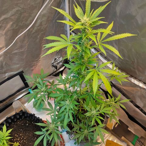Brookly Sunrise growlog timeline photo