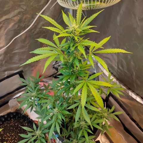 Brookly Sunrise growlog timeline photo