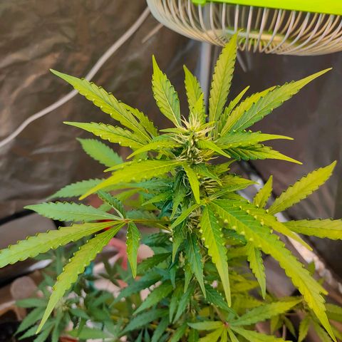 Brookly Sunrise growlog timeline photo