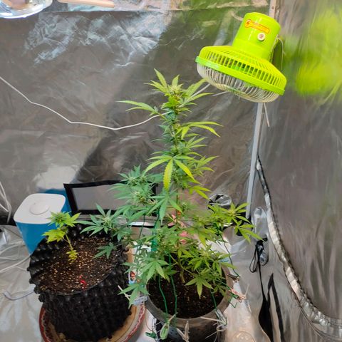 Brookly Sunrise growlog timeline photo