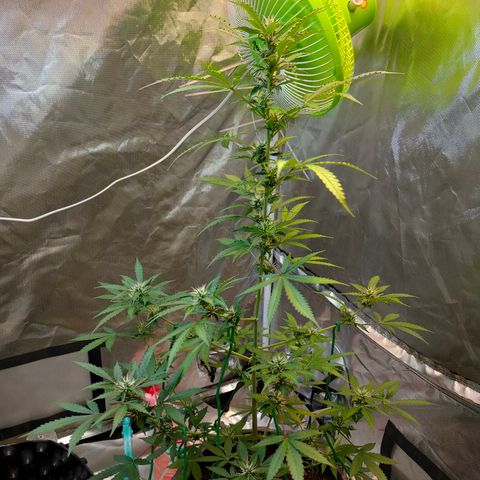 Brookly Sunrise growlog timeline photo