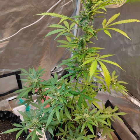 Brookly Sunrise growlog timeline photo
