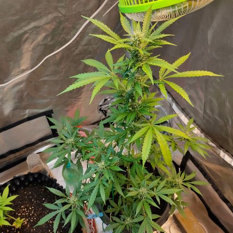Brookly Sunrise growlog timeline photo