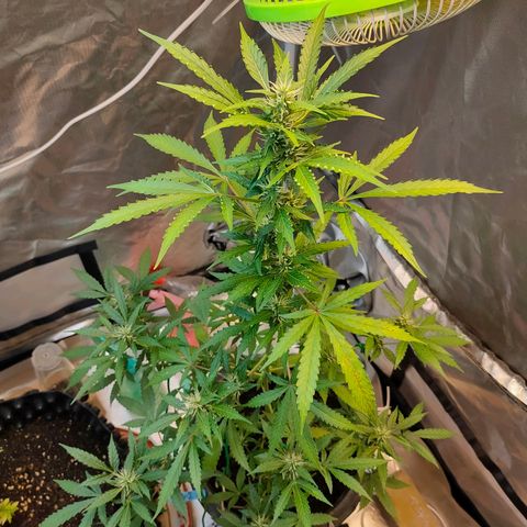 Brookly Sunrise growlog timeline photo