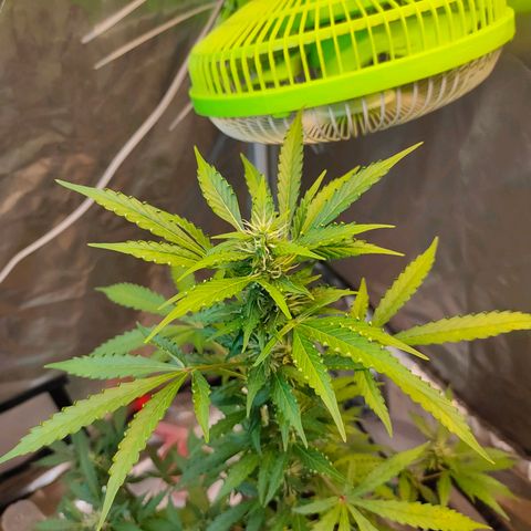 Brookly Sunrise growlog timeline photo