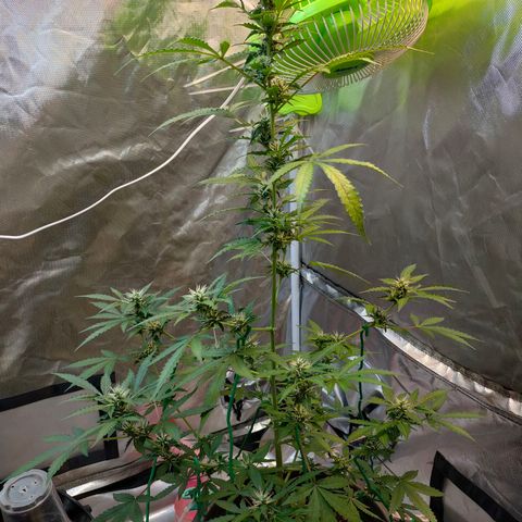 Brookly Sunrise growlog timeline photo