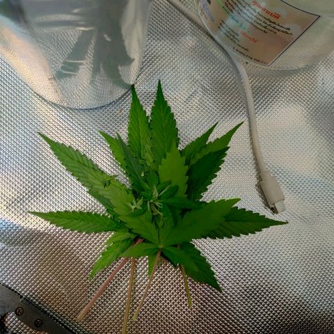 Brookly Sunrise growlog timeline photo