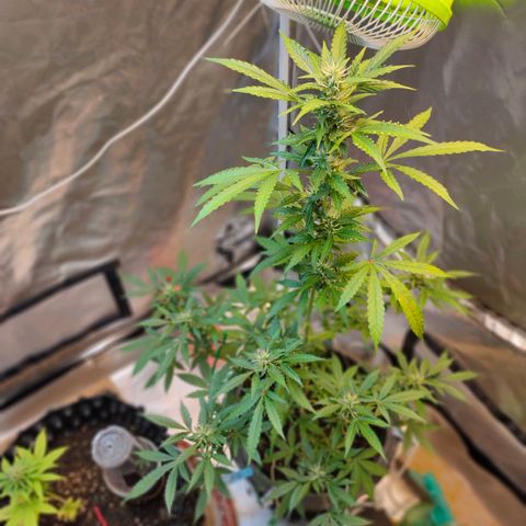 Brookly Sunrise growlog timeline photo