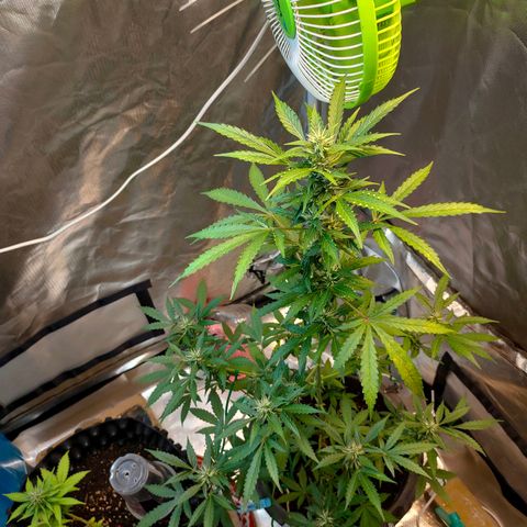 Brookly Sunrise growlog timeline photo