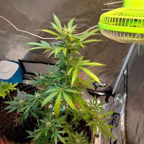 Brookly Sunrise growlog timeline photo