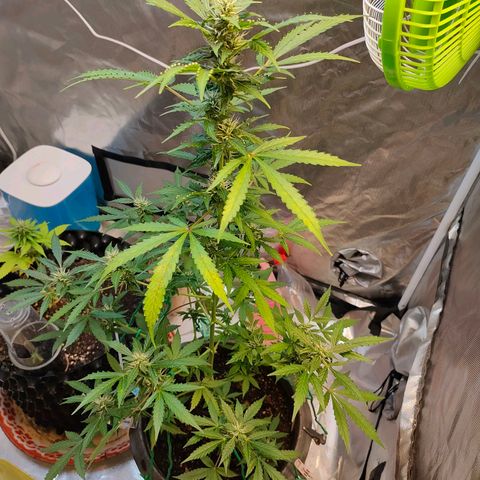 Brookly Sunrise growlog timeline photo