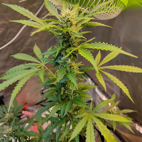 Brookly Sunrise growlog timeline photo