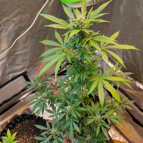 Brookly Sunrise growlog timeline photo