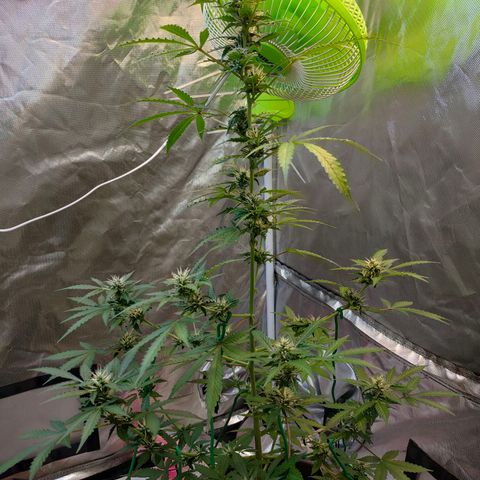 Brookly Sunrise growlog timeline photo