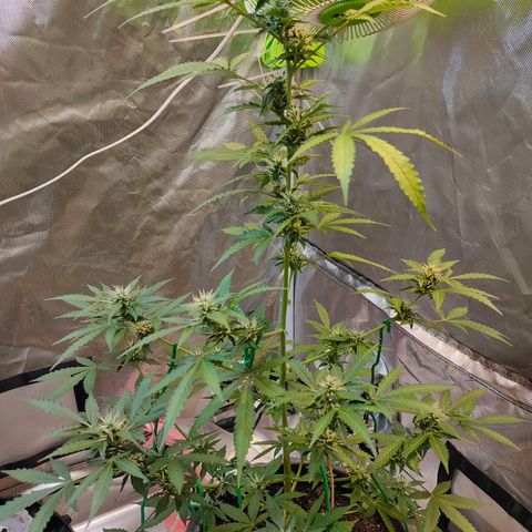 Brookly Sunrise growlog timeline photo