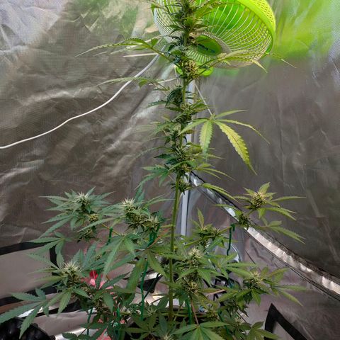 Brookly Sunrise growlog timeline photo
