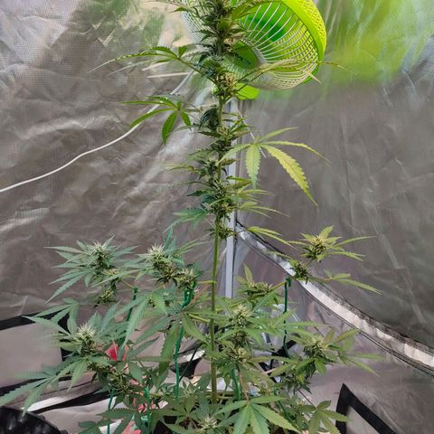 Brookly Sunrise growlog timeline photo