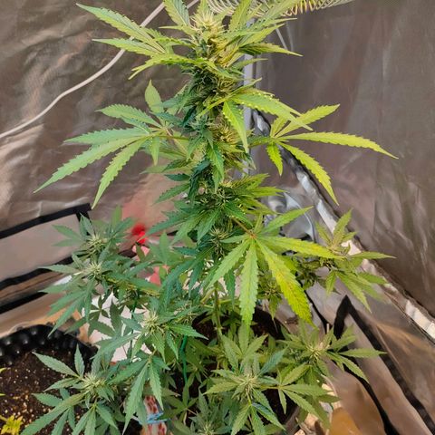 Brookly Sunrise growlog timeline photo