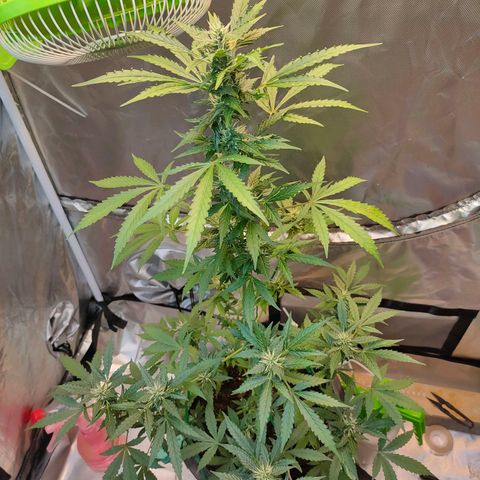 Brookly Sunrise growlog timeline photo
