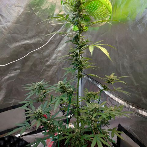 Brookly Sunrise growlog timeline photo