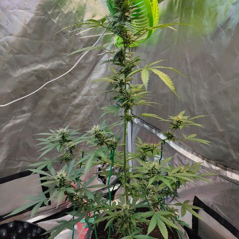 Brookly Sunrise growlog timeline photo