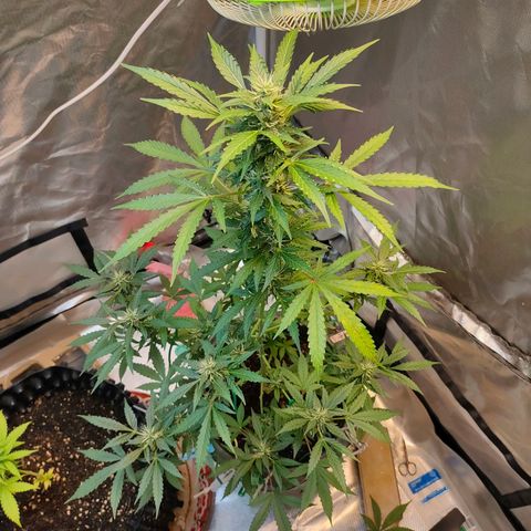 Brookly Sunrise growlog timeline photo