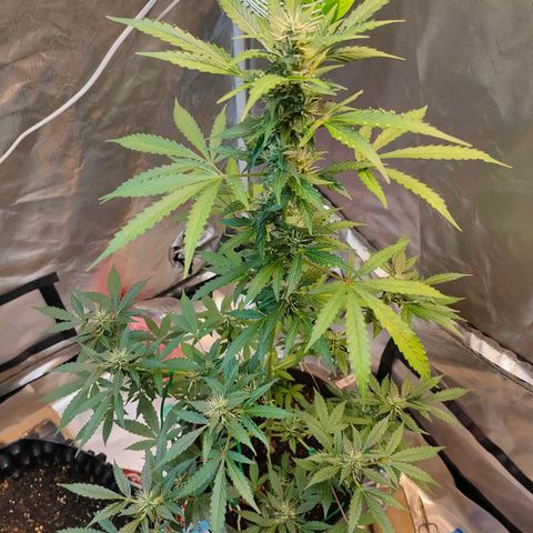 Brookly Sunrise growlog timeline photo