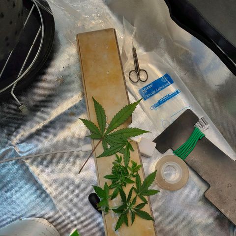 Brookly Sunrise growlog timeline photo