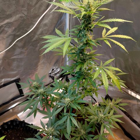Brookly Sunrise growlog timeline photo