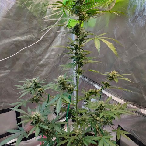Brookly Sunrise growlog timeline photo
