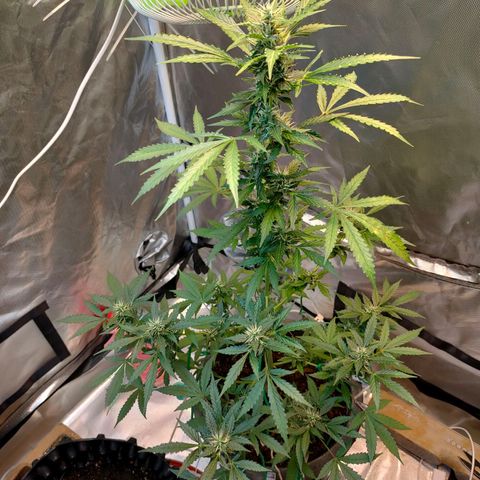 Brookly Sunrise growlog timeline photo