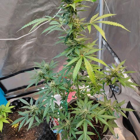 Brookly Sunrise growlog timeline photo