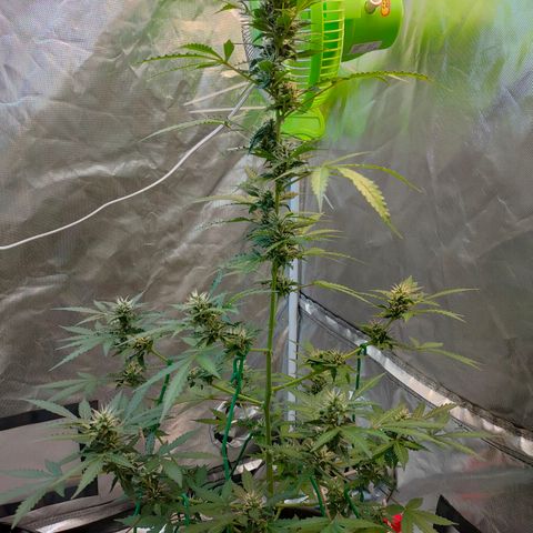 Brookly Sunrise growlog timeline photo
