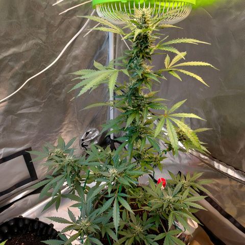 Brookly Sunrise growlog timeline photo