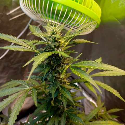 Brookly Sunrise growlog timeline photo