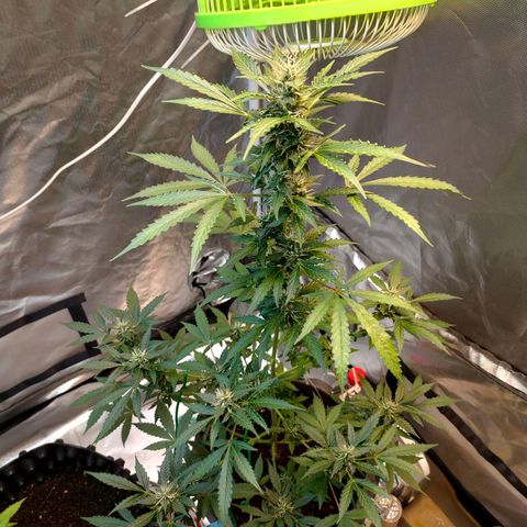Brookly Sunrise growlog timeline photo