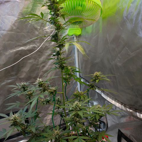 Brookly Sunrise growlog timeline photo
