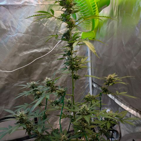 Brookly Sunrise growlog timeline photo