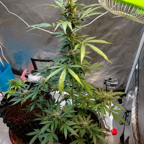 Brookly Sunrise growlog timeline photo
