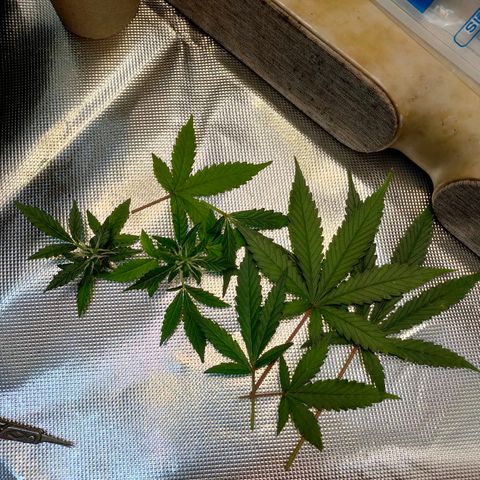 Brookly Sunrise growlog timeline photo