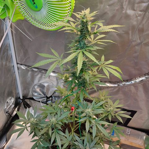 Brookly Sunrise growlog timeline photo