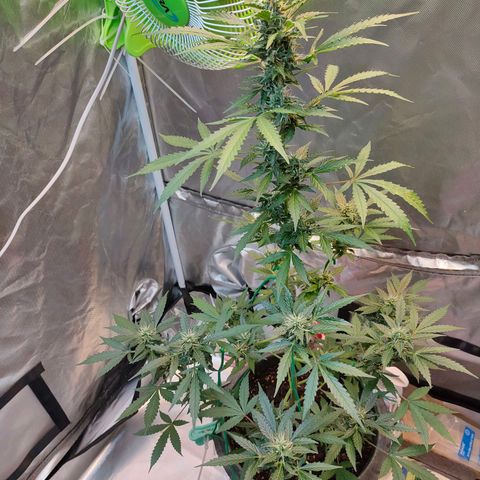 Brookly Sunrise growlog timeline photo